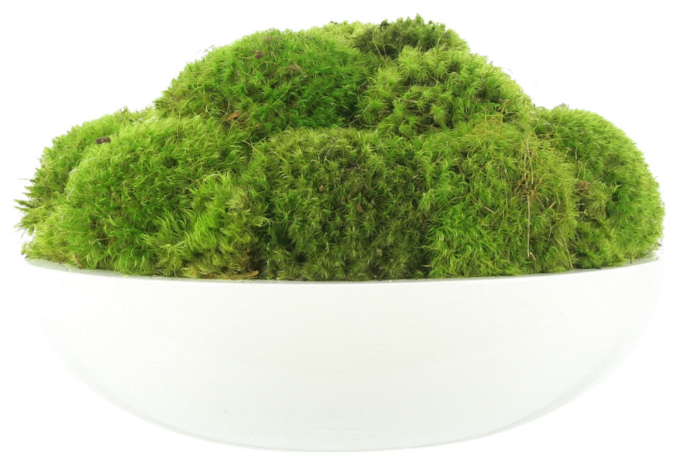 Natural Moss In White Bowl
