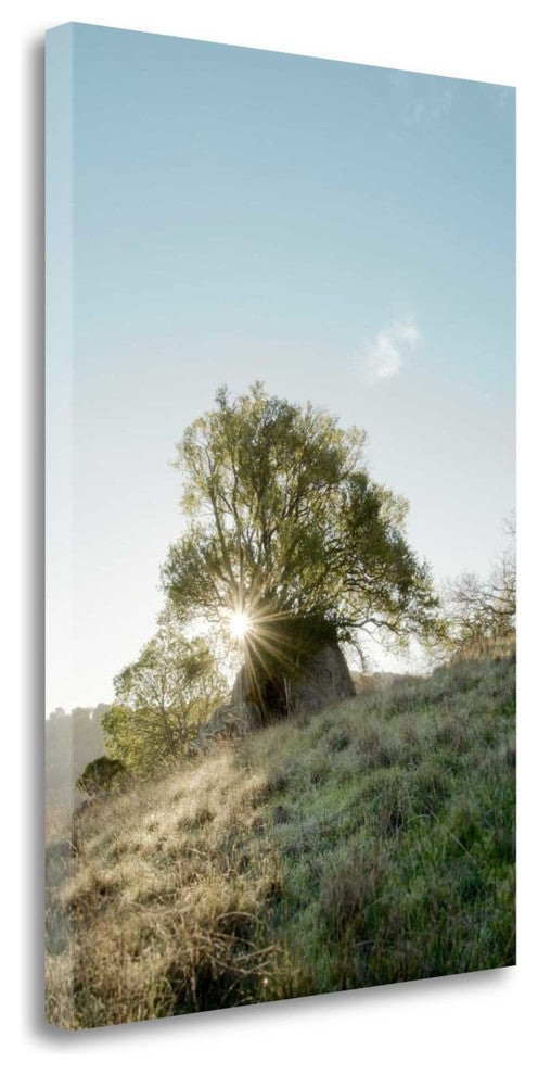 "Oak Tree - 35" By Alan Blaustein, Giclee Print on Gallery Wrap Canvas