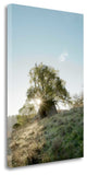 "Oak Tree - 35" By Alan Blaustein, Giclee Print on Gallery Wrap Canvas