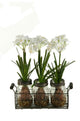 Paper Whites in Glass Jars in Metal Holder