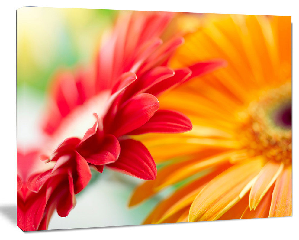 Red and Yellow Daisy Flower, Floral Canvas Art Print, 40"x30"