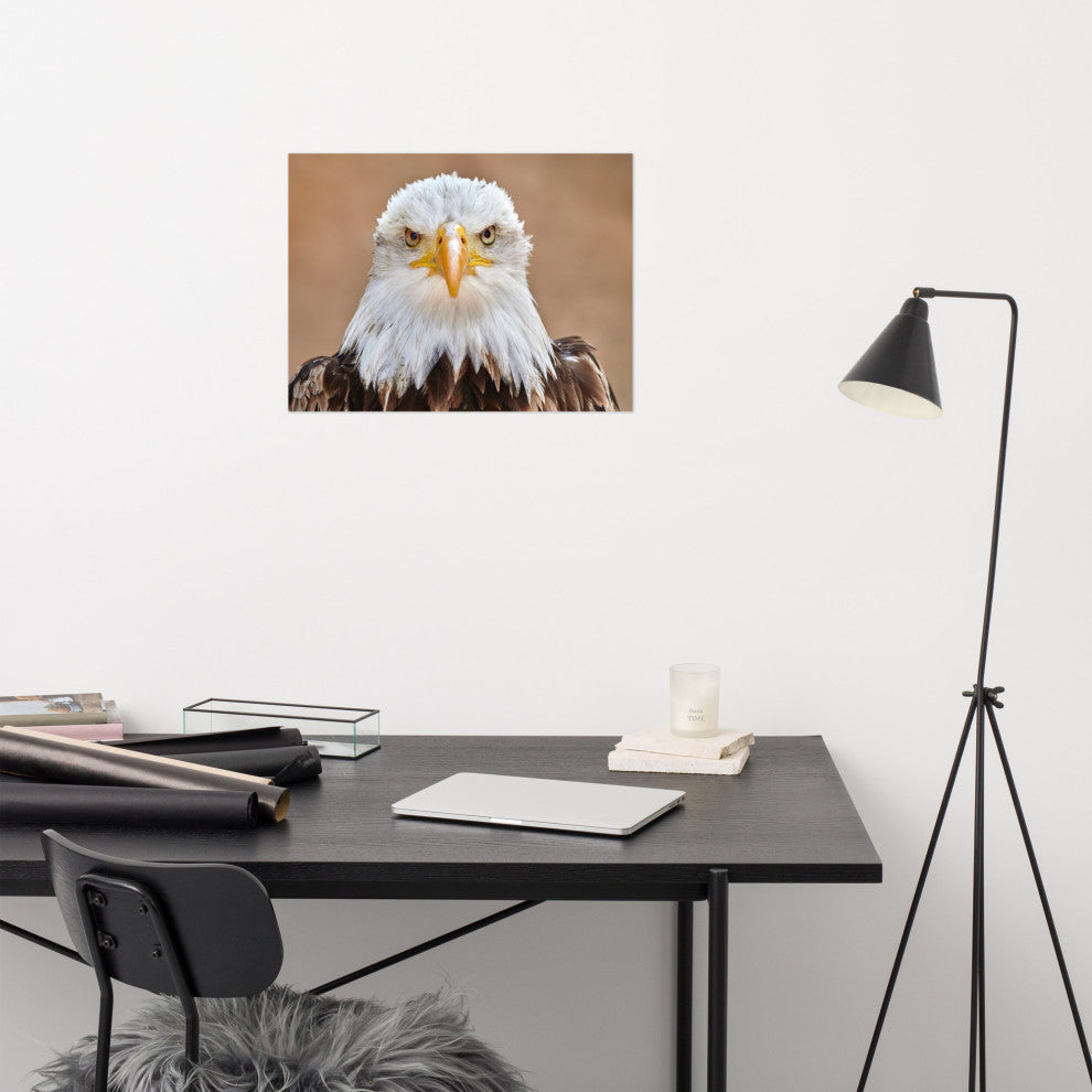 Bald Eagle Portrait Close-up 2 Loose Wall Art Print, 18" X 24"