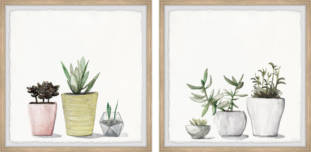 Vases of Succulents Diptych, Set of 2, 24x24 Panels