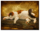 'Sleeping Kitty' Canvas Art by Lois Bryan