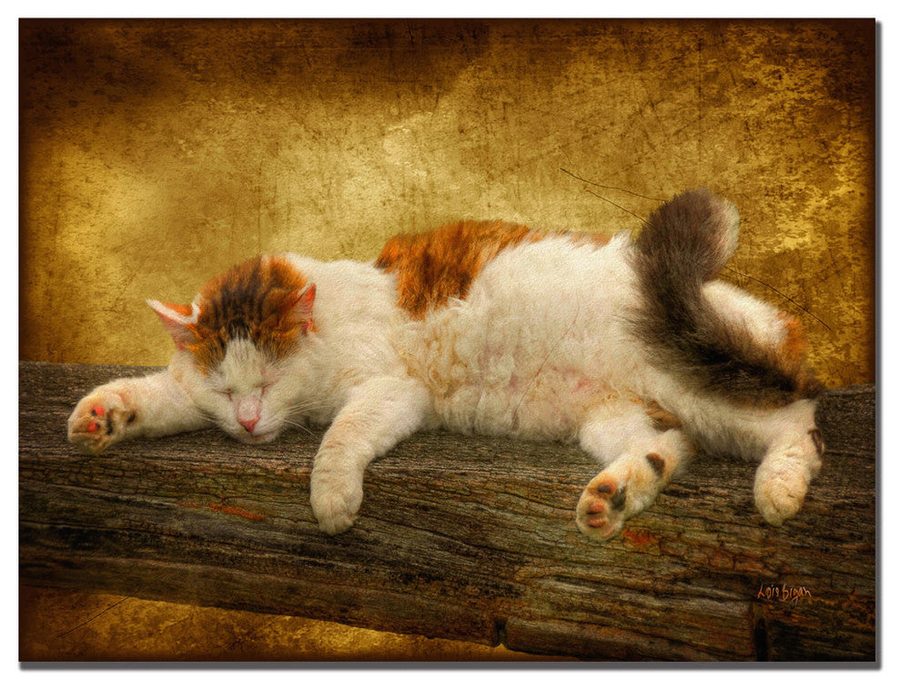 'Sleeping Kitty' Canvas Art by Lois Bryan