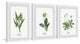 "Pulsatilla Flowers Triptych" Framed Prints, 12"x18", 3-Piece Set