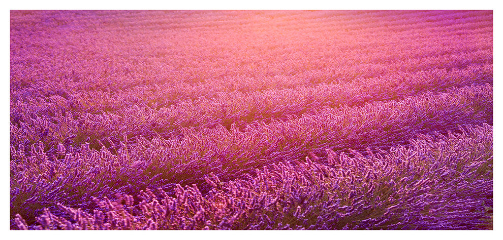 Lavender Field and Ray of Light, Large Floral Canvas Art Print, 60"x28"