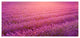 Lavender Field and Ray of Light, Large Floral Canvas Art Print, 60"x28"