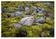 Philippe Sainte-Laudy ''Ancestry'' Canvas Art