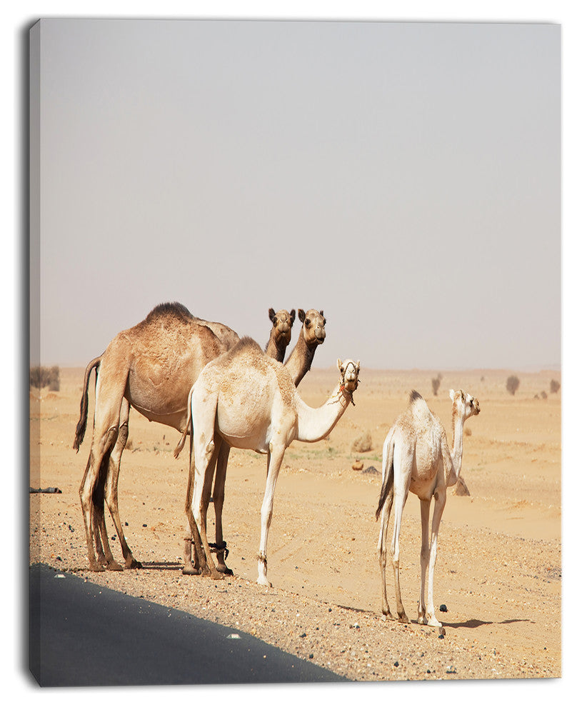 Camels in Sunny Sahara Desert, Animal Canvas Art Print, 12"x20"