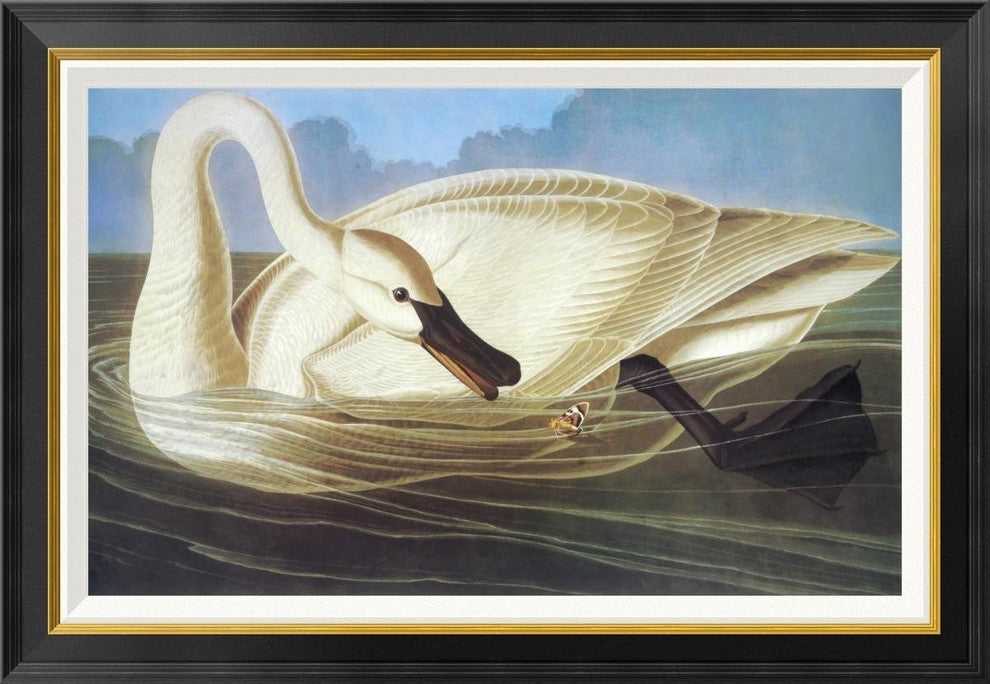 "Trumpeter Swan" Framed Canvas Giclee by John James Audubon, 36x25"