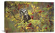 "Northern Saw-Whet Owl Perching In A Wild Rose Bush, BC, Canada" Artwork