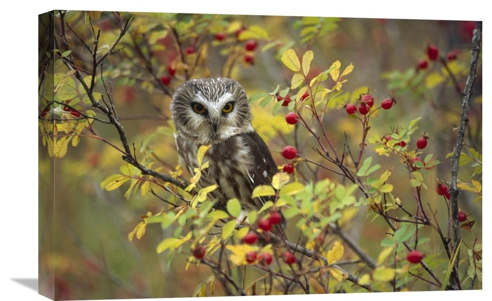 "Northern Saw-Whet Owl Perching In A Wild Rose Bush, BC, Canada" Artwork