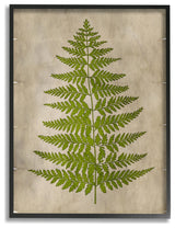 Plant Drawing Green Parchment Design, 24"x30", Black Frame