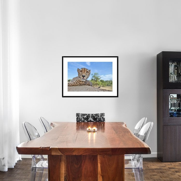 "Hungry Cheetah" Framed Digital Print by Alessandro Catta, 38"x28"
