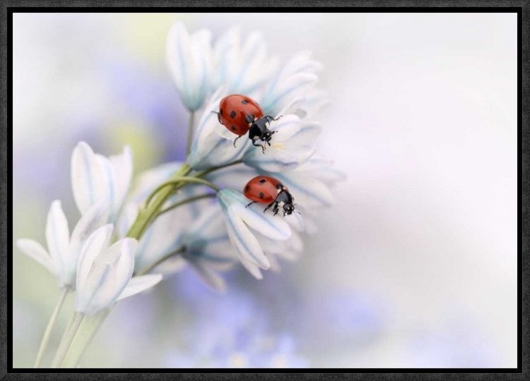 "Ladybirds" Framed Canvas Giclee by Ellen Van Deelen, 17x12"