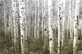 "Aspen Highlands" Fine Art Canvas Print, 36"x24"