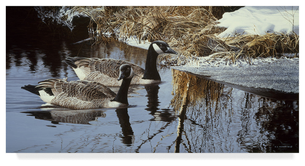 Ron Parker 'Spring Arrivals Canada Geese' Canvas Art, 24"x12"