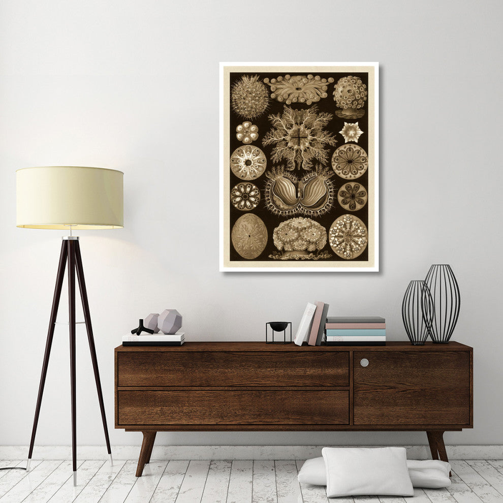 "Haeckel Nature Illustrations: Ascidiae - Sepia Tint" Print, 38"x50"