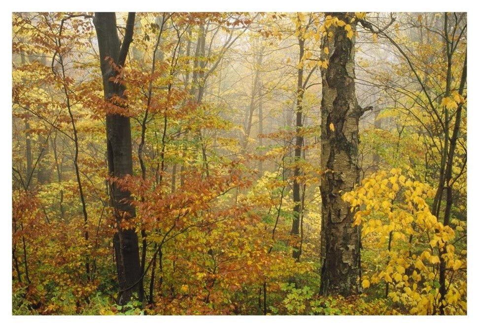 "Mixed deciduous forest in autumn, Mill Brook, Vermont" Paper Art, 26"x18"