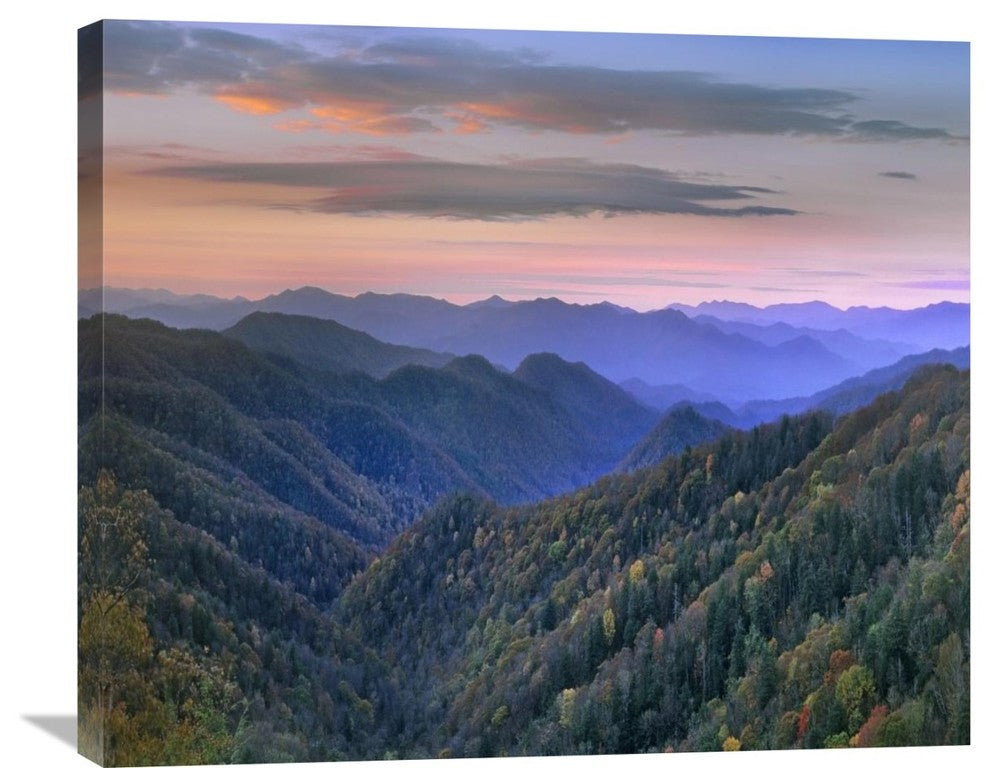 "Deciduous Forest, Great Smoky Mountains N.P., North Carolina" Artwork