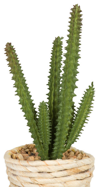 Close-up of tall cactus in its pot on a white background.