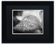 PIPA Fine Art 'Dew on Leaf of Rose Plant' Matted Framed Art, 14x11
