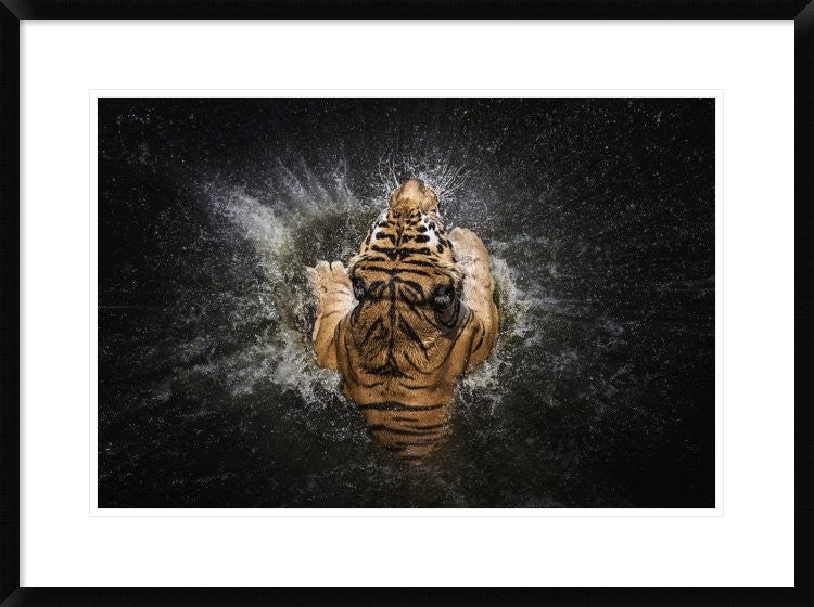 "Tiger Splash" Framed Digital Print by Win Leslee, 32x24"