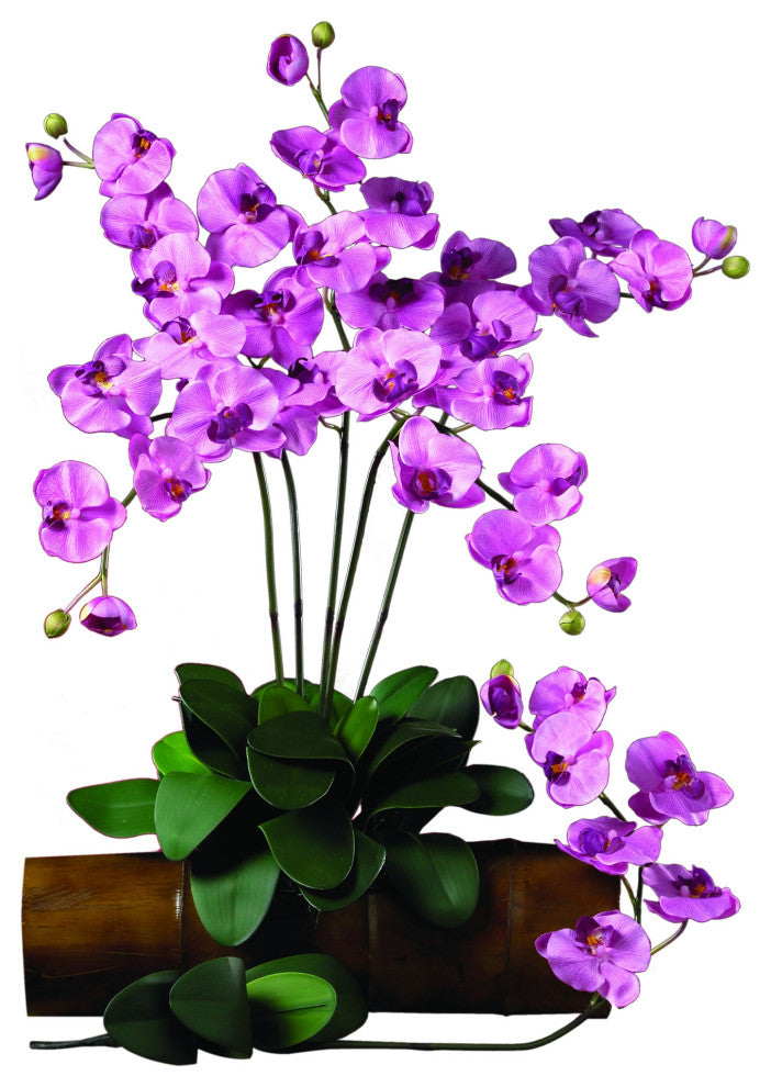 Phalaenopsis Stem, Set of 6