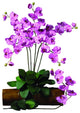 Phalaenopsis Stem, Set of 6