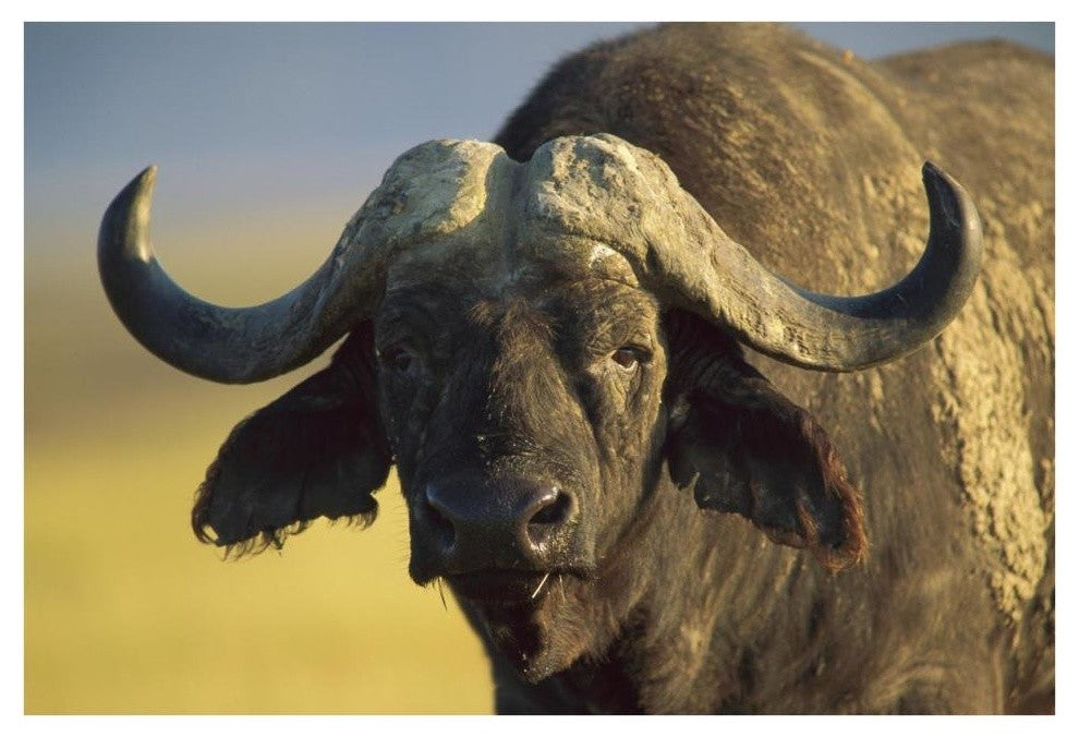 "Cape Buffalo portrait, Kenya" Digital Paper Print by Tim Fitzharris, 38"x26"