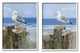 Seagulls Beach Shore Wooden Pillars Sanddollar Starfish Scene,11 x 14