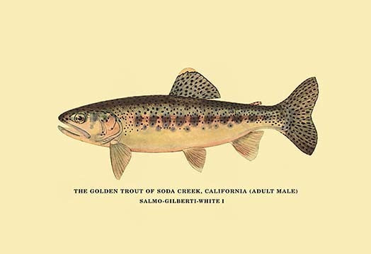 The Golden Trout of Soda Creek - Gallery Wrapped Canvas Art 28" x 42"