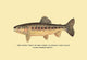 The Golden Trout of Soda Creek - Gallery Wrapped Canvas Art 28" x 42"