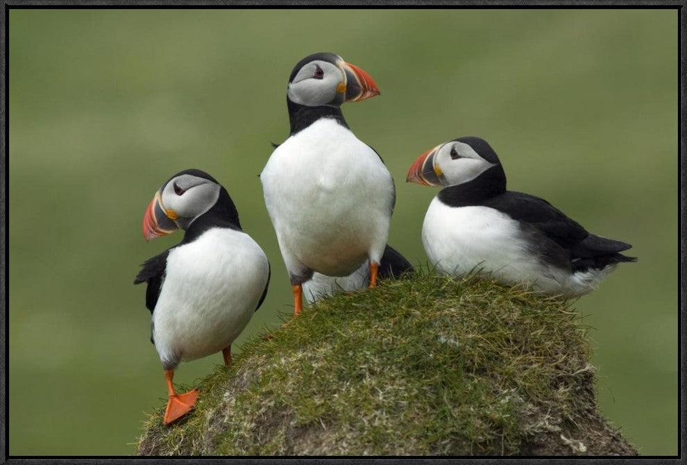 "Atlantic Puffin group, Faroe Islands"  by Rinie van Meurs, 31x21"