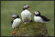 "Atlantic Puffin group, Faroe Islands"  by Rinie van Meurs, 31x21"