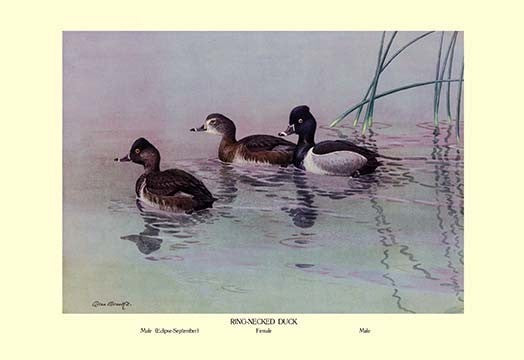 Ring-Necked Duck- Fine Art Giclee Print 24" x 36"