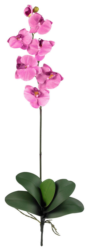 Phalaenopsis Stem, Set of 6