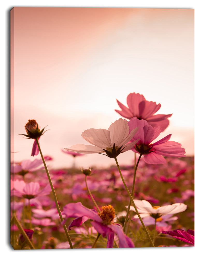 Meadow with Beautiful Cosmos Flowers, Floral Canvas Art Print, 28"x60"