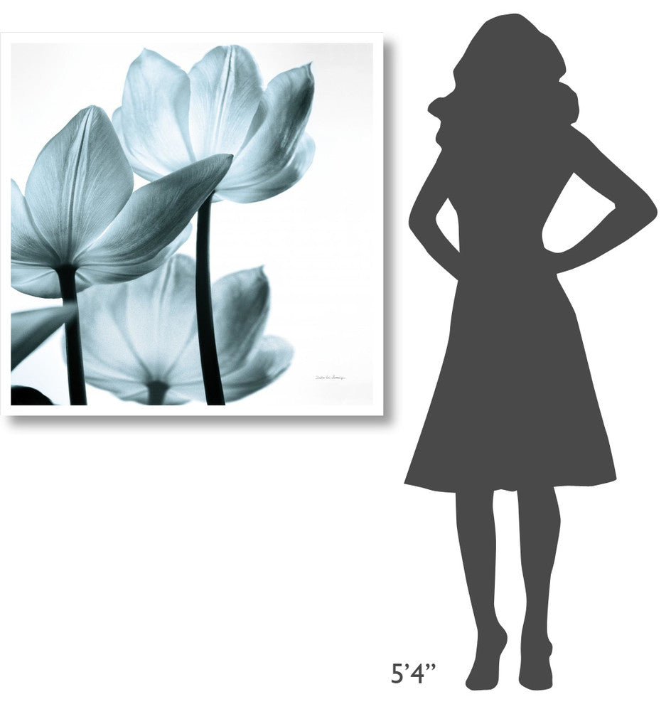 "Translucent Tulips III Sq Aqua" Paper Print by Debra Van Swearingen, 38"x38"