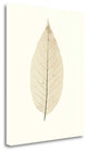 "Chinese Magnolia" By Alan Blaustein, Giclee Print on Gallery Wrap Canvas