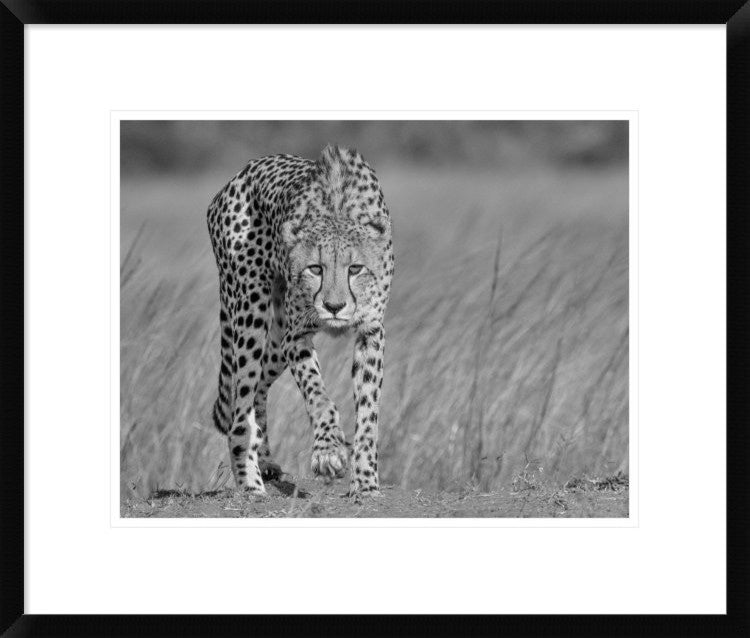 "Focused Predator" Framed Digital Print by Jaco Marx, 24x20"