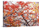 "Different Fall" Wrapped Canvas Art Print, 48"x32"x1.5"