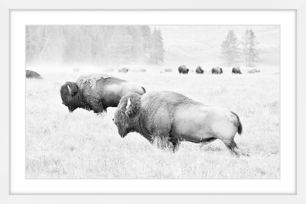 Marmont Hill, "Buffalos Two" Framed Painting Print, 18x12