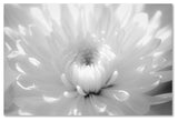 PIPA Fine Art 'Infrared Flower 2' Canvas Art, 24x16
