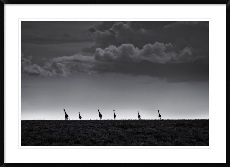 "6 Giraffes" Framed Digital Print by Greg Metro, 44x32"