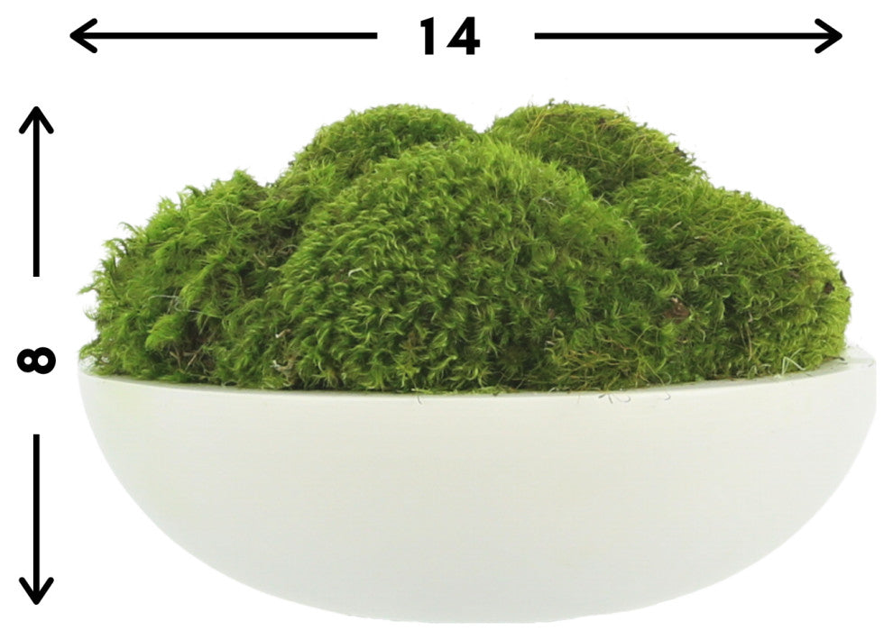 Natural Moss In White Bowl