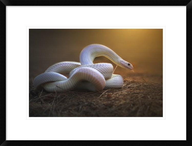 "The White Legend" Framed Digital Print by Shikhei Goh, 26"x20"