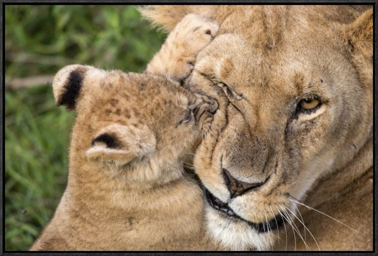 "Mother Love" Framed Canvas Giclee by Alessandro Catta, 31x21"