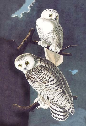 Snowy Owl - Gallery Wrapped Canvas Art 28" x 42"
